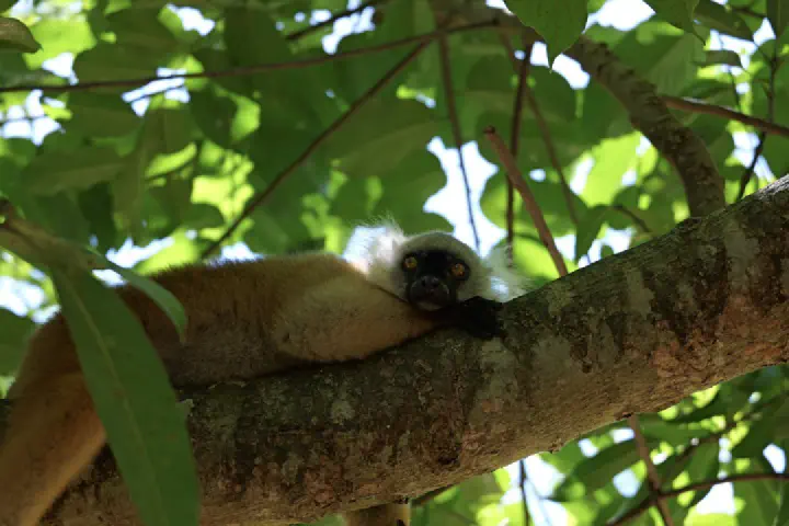 Hell-Ville, Madagaskar - Photo 29