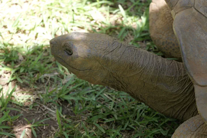 Hell-Ville, Madagaskar - Photo 31