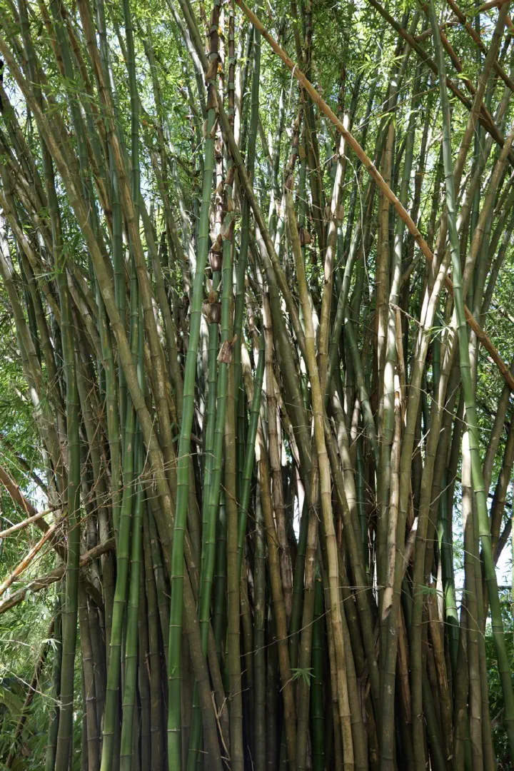 Hell-Ville, Madagaskar - Photo 32