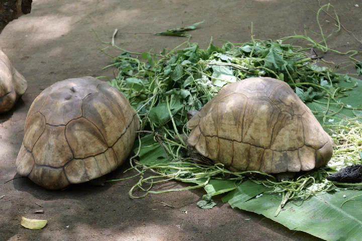 Hell-Ville, Madagaskar - Photo 34