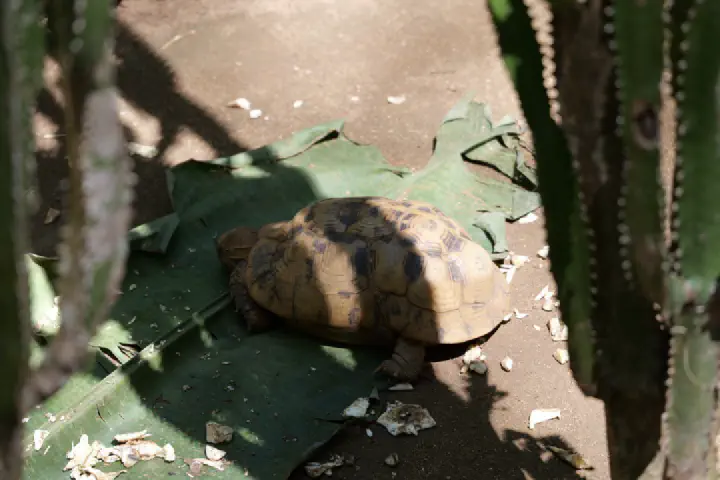 Hell-Ville, Madagaskar - Photo 35