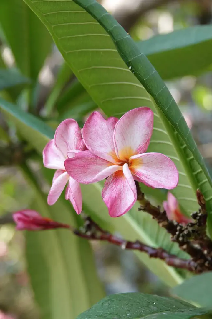 Ho-Chi-Minh-Stadt, Vietnam - Photo 31
