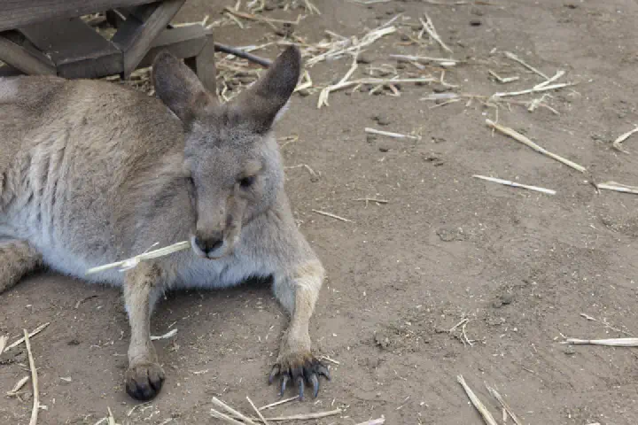 Hobart, Australien - Photo 2