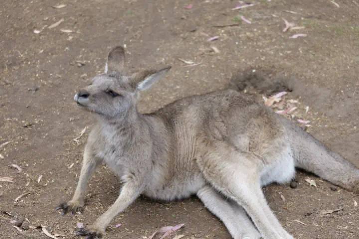 Hobart, Australien - Photo 3