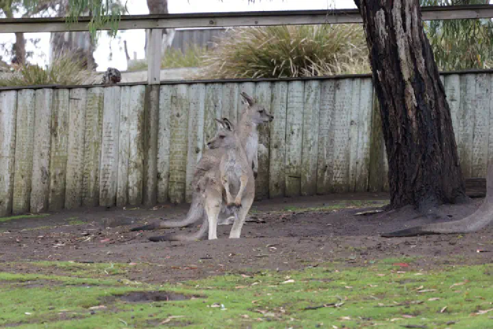 Hobart, Australien - Photo 8