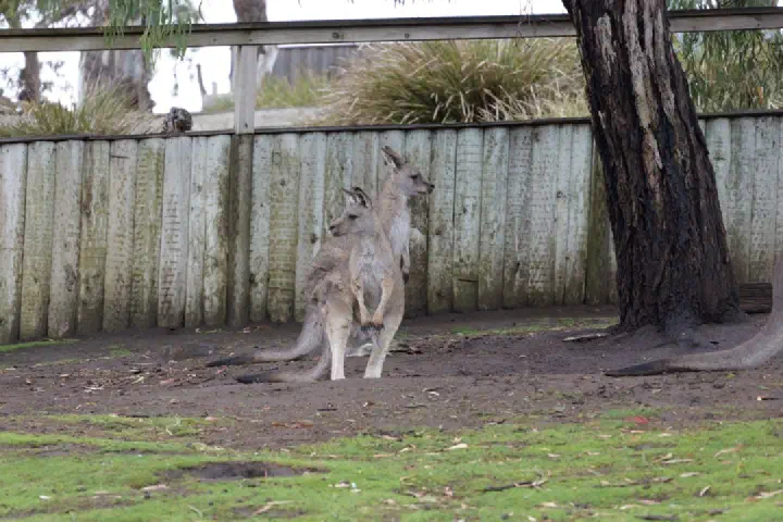 Hobart, Australien - Photo 8