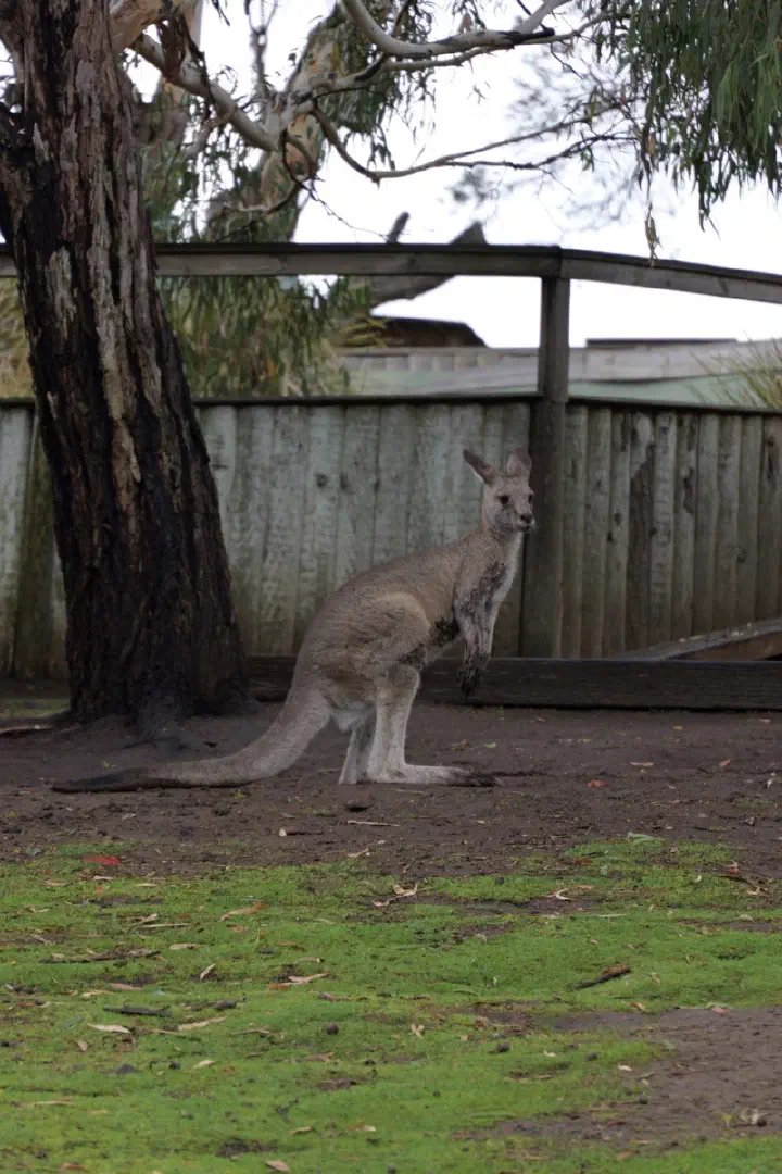 Hobart, Australien - Photo 9