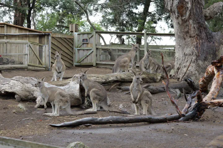 Hobart, Australien - Photo 11