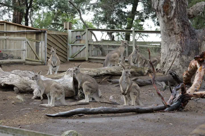 Hobart, Australien - Photo 11
