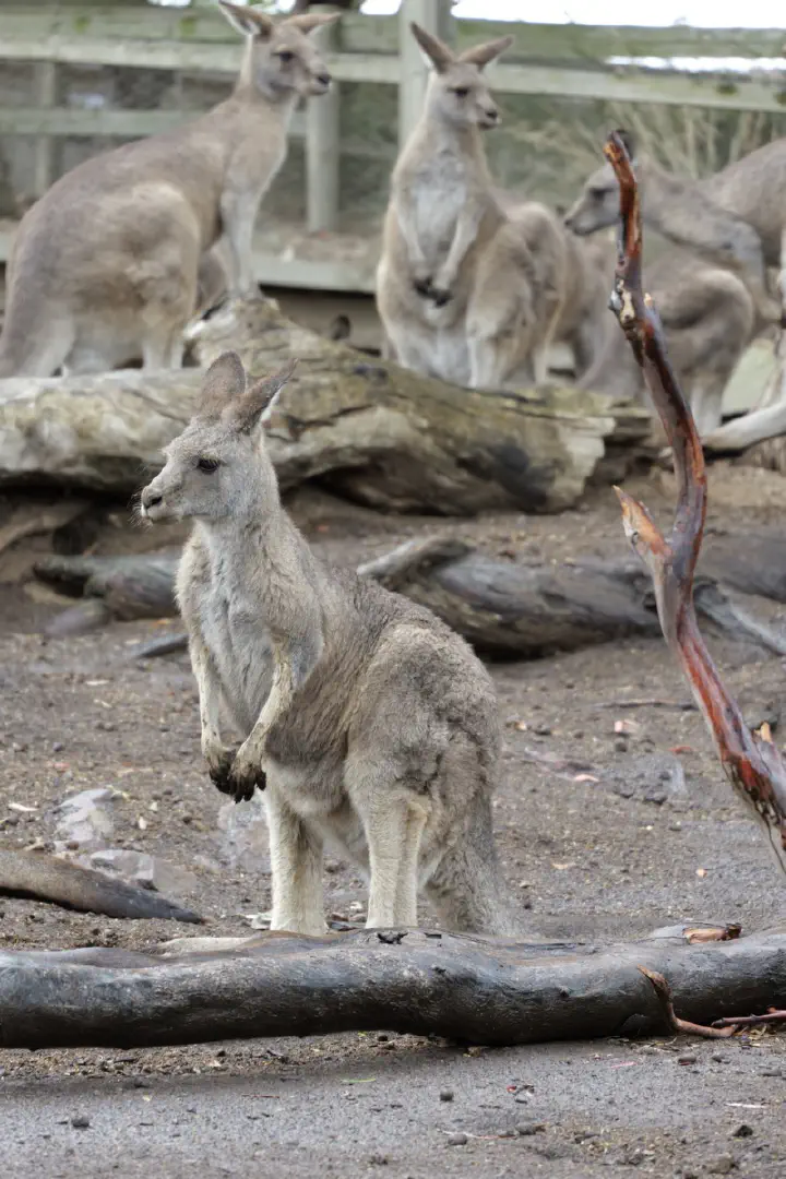 Hobart, Australien - Photo 12