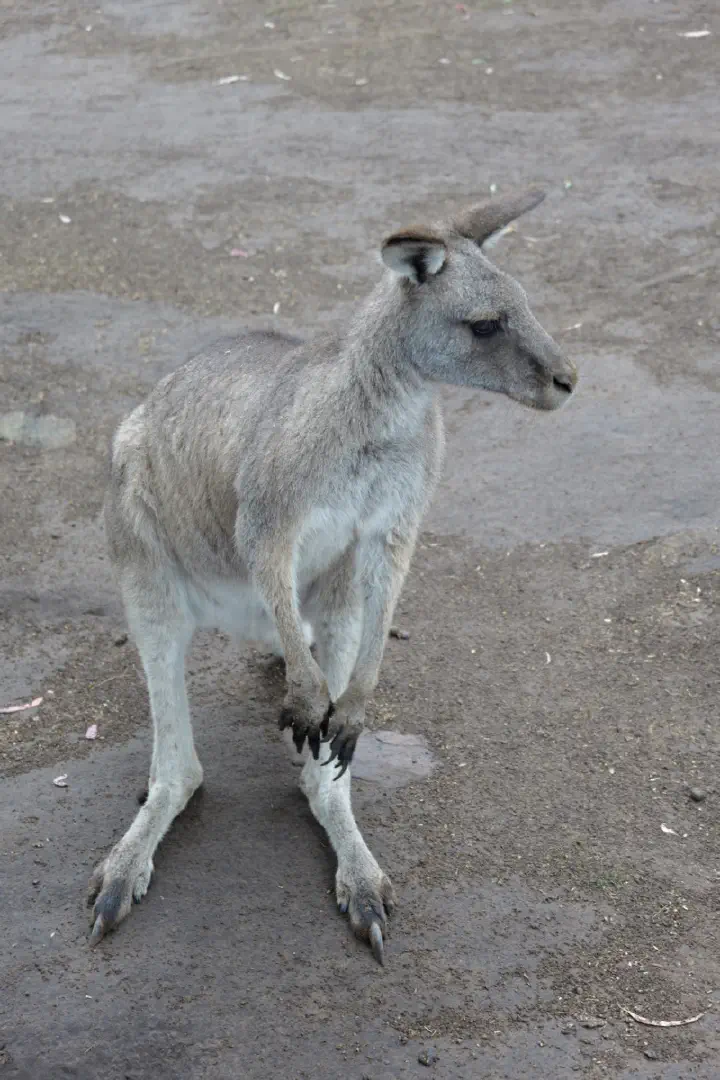 Hobart, Australien - Photo 13