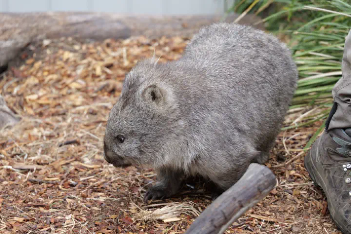 Hobart, Australien - Photo 16