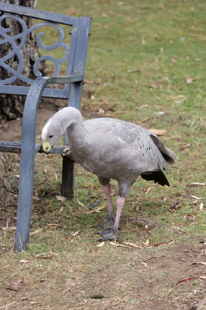 Hobart, Australien - Photo 19