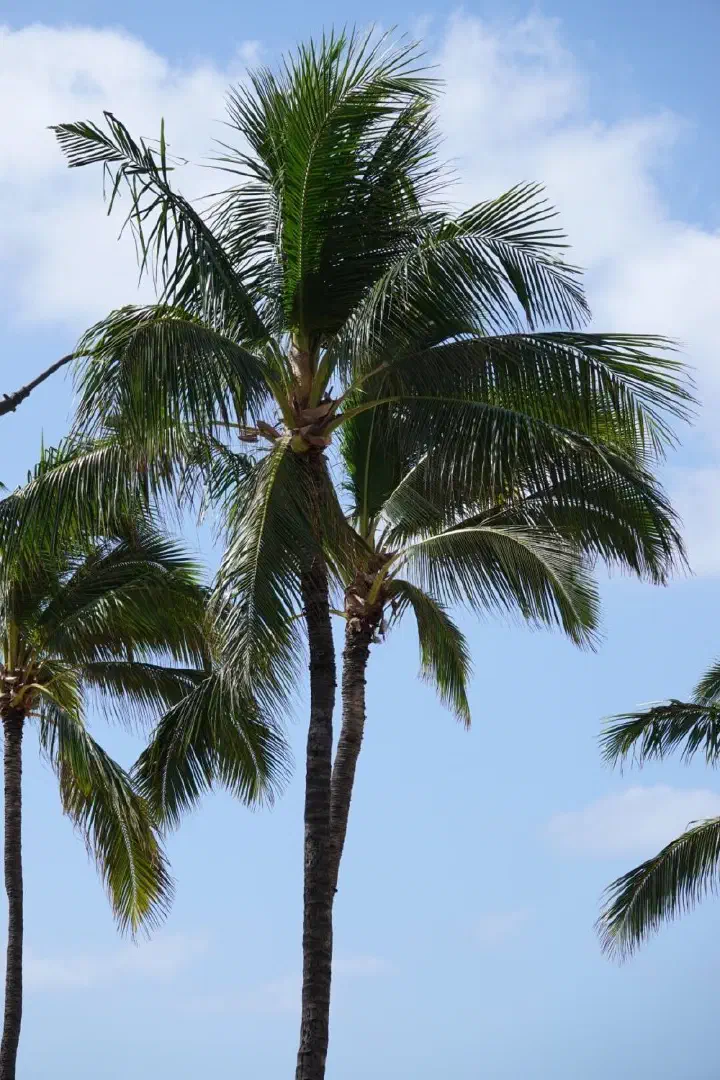 Honolulu, USA - Photo 18