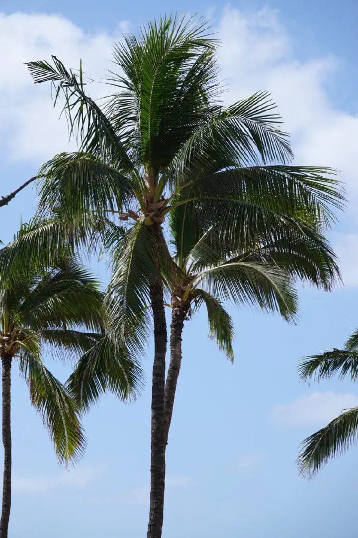 Honolulu, USA - Photo 18