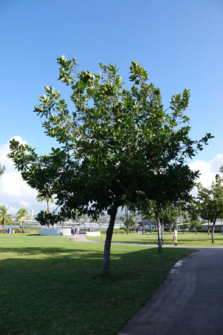 Honolulu, USA - Photo 9