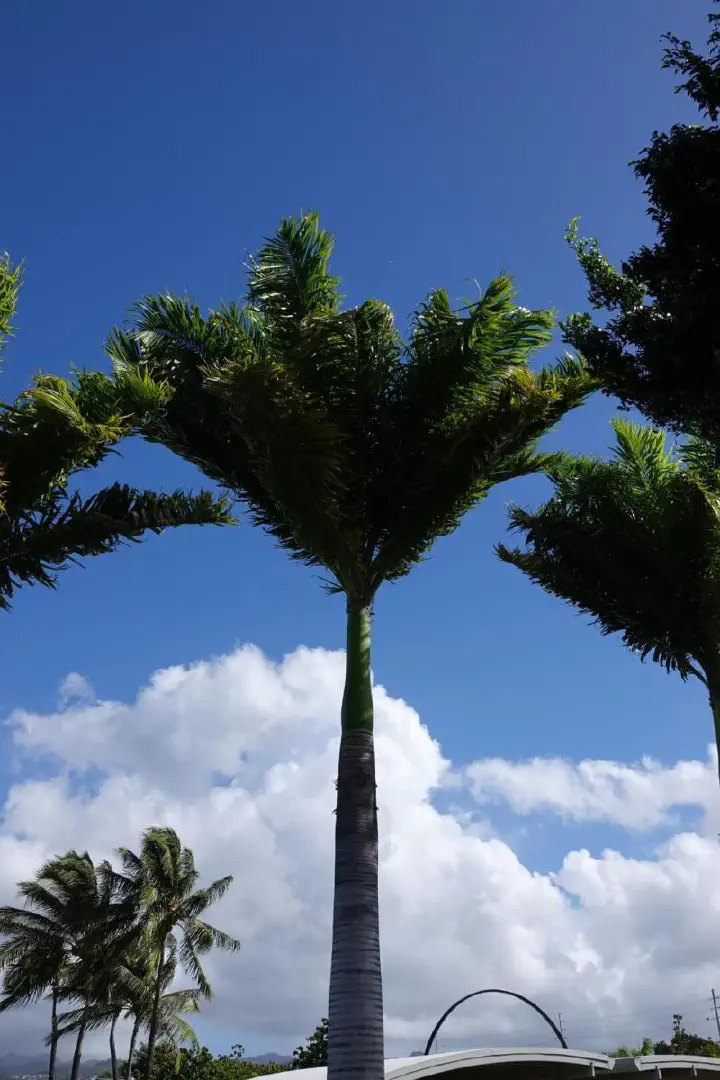 Honolulu, USA - Photo 24