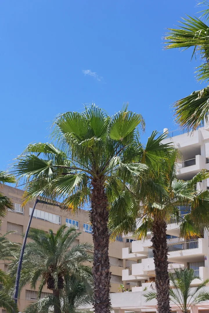 Ibiza, Spanien - Photo 3