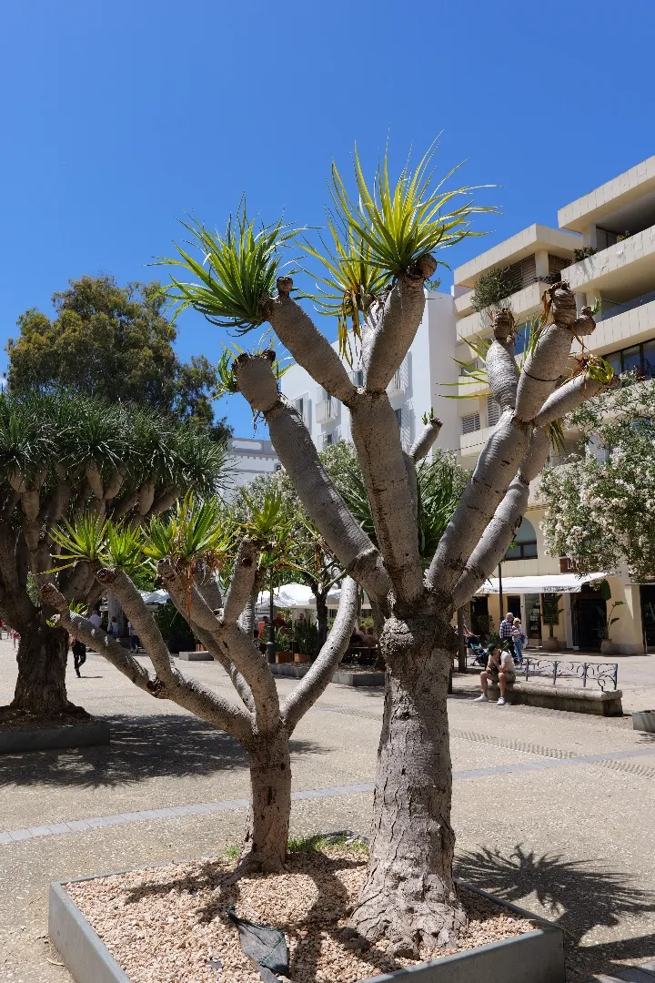 Ibiza, Spanien - Photo 10