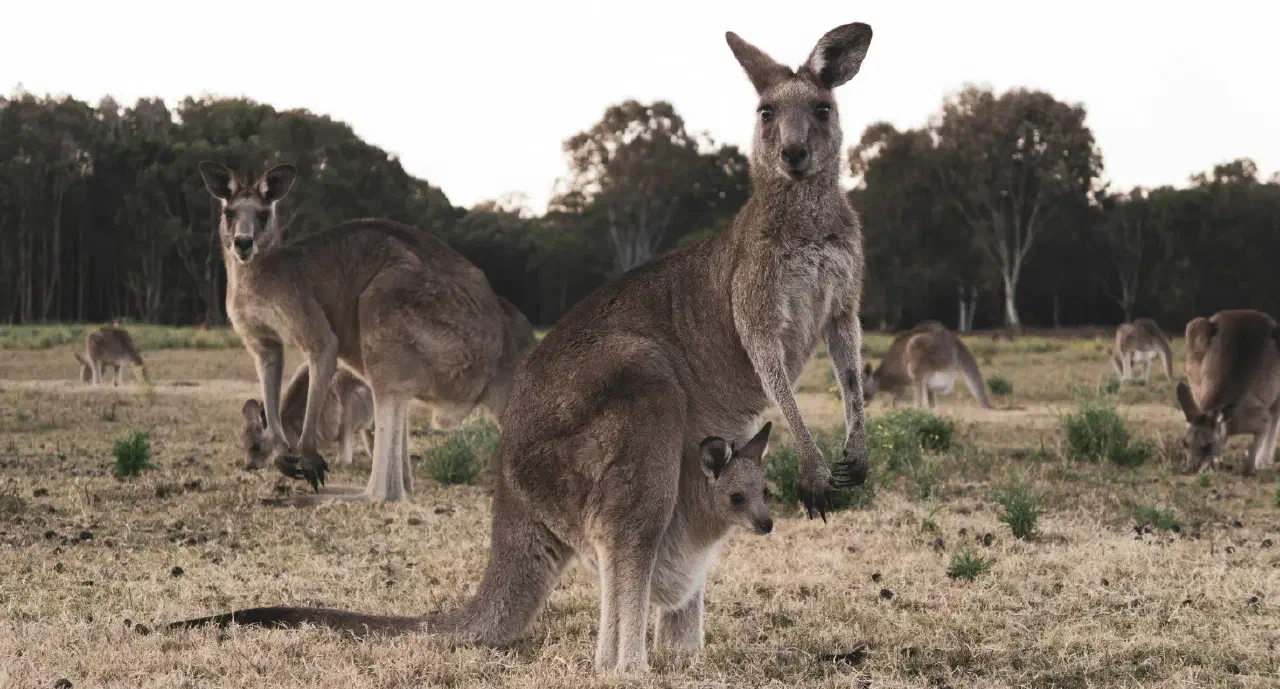 Penneshaw, Australien