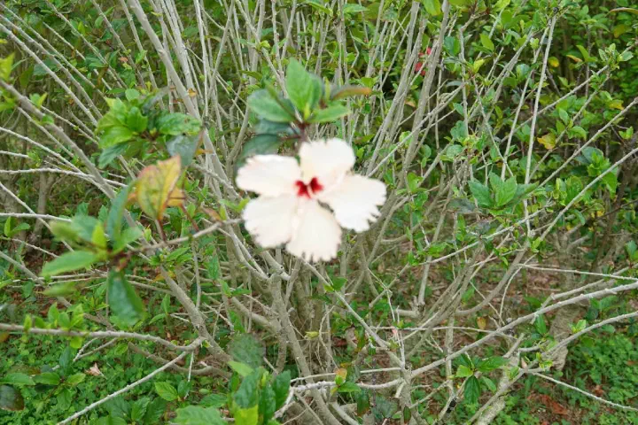 Ishigaki, Japan - Photo 5