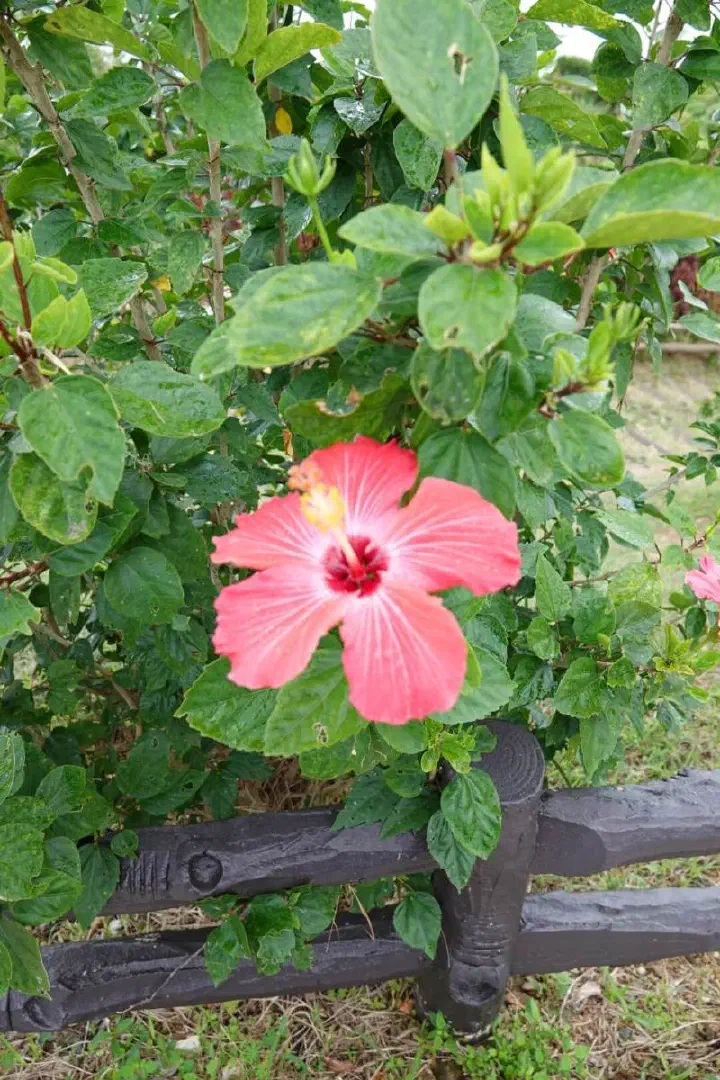 Ishigaki, Japan - Photo 7