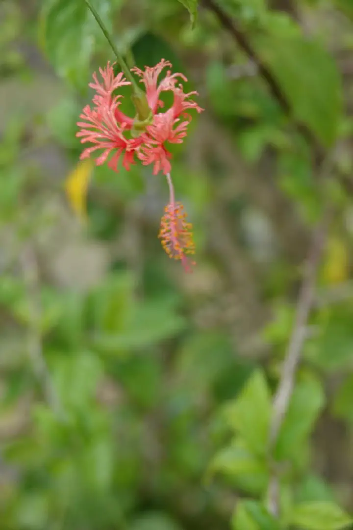 Ishigaki, Japan - Photo 9