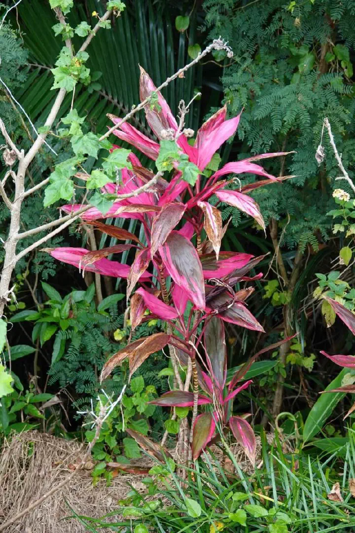 Ishigaki, Japan - Photo 10