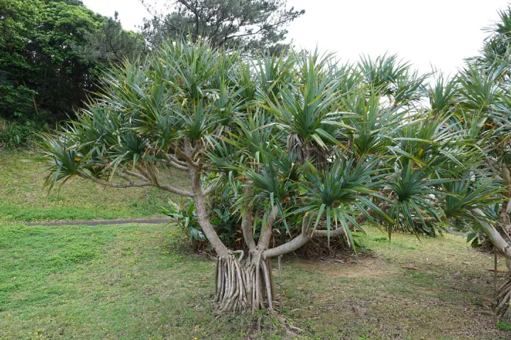 Ishigaki, Japan - Photo 12