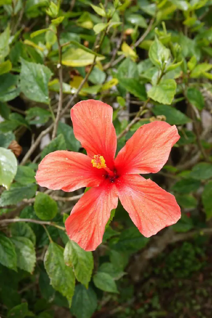 Ishigaki, Japan - Photo 17