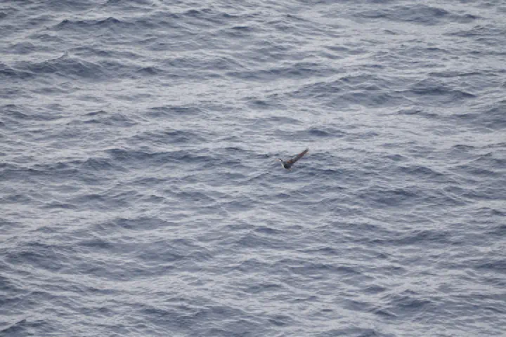 Kap Hoorn, Chile - Photo 2