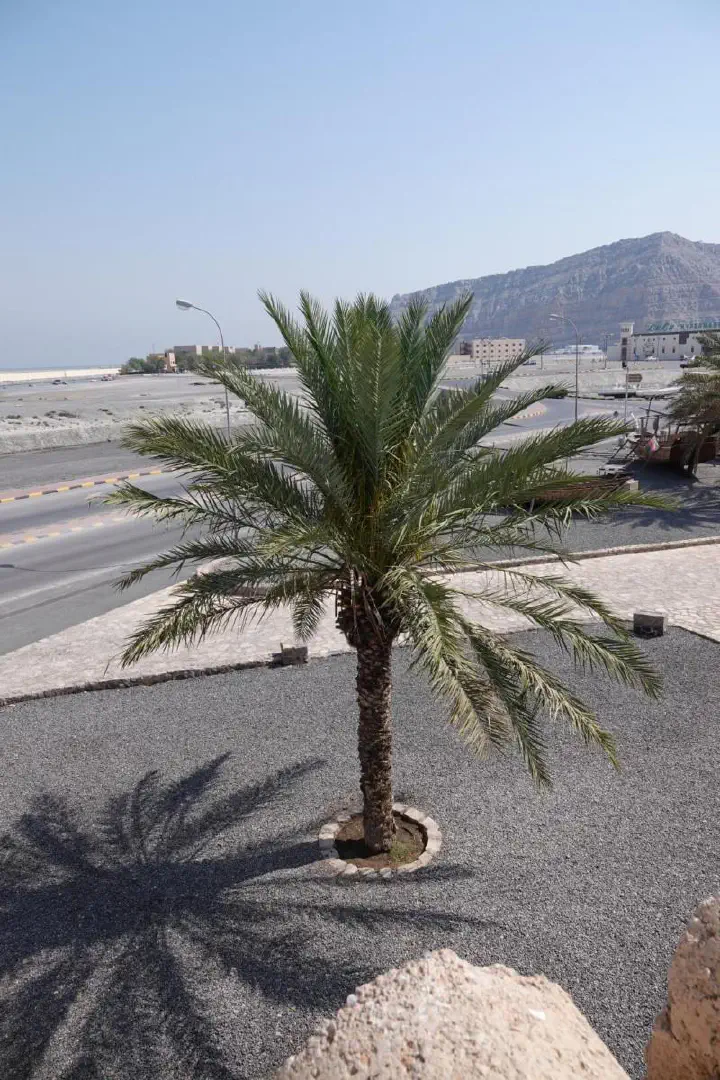 Khasab, Oman - Photo 12
