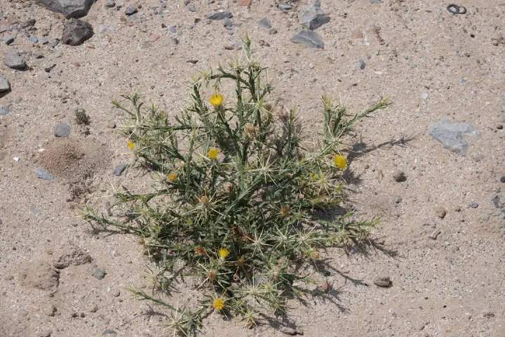 Khasab, Oman - Photo 15