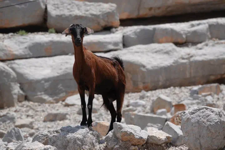 Khasab, Oman - Photo 25