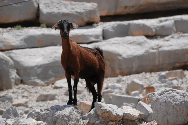 Khasab, Oman - Photo 25