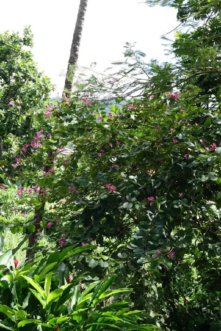 Kingstown, St. Vincent - Photo 10