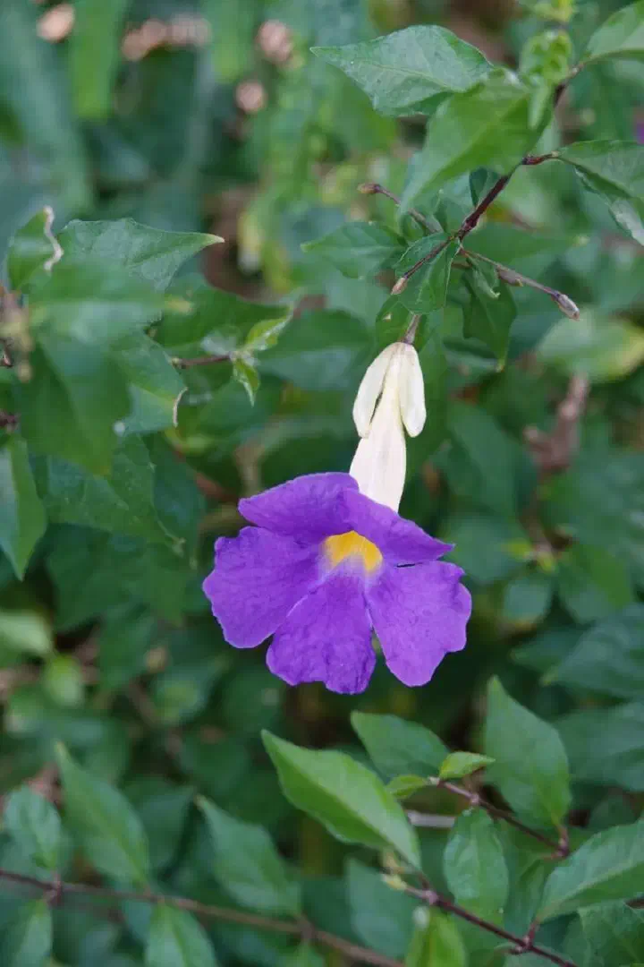 Kingstown, St. Vincent - Photo 11