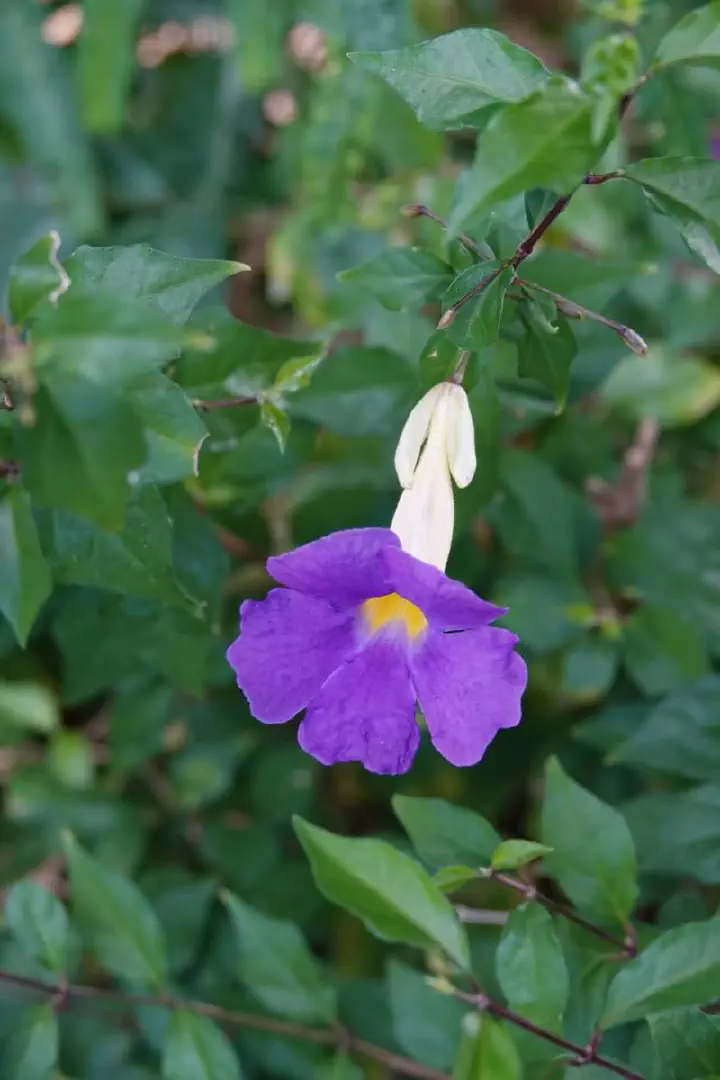 Kingstown, St. Vincent - Photo 11