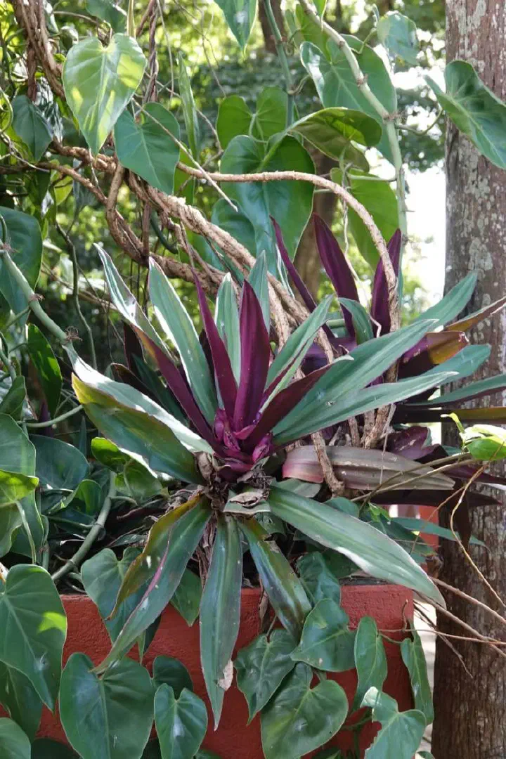 Kingstown, St. Vincent - Photo 12