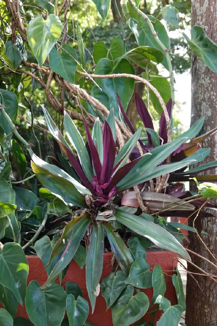 Kingstown, St. Vincent - Photo 12