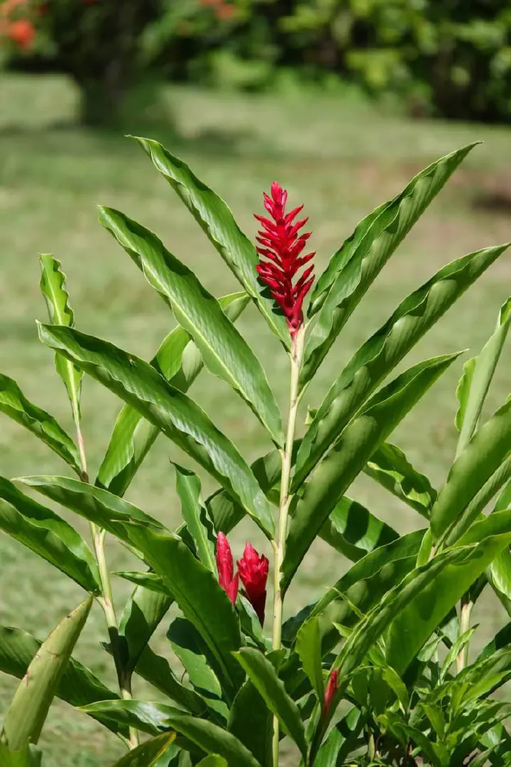 Kingstown, St. Vincent - Photo 13