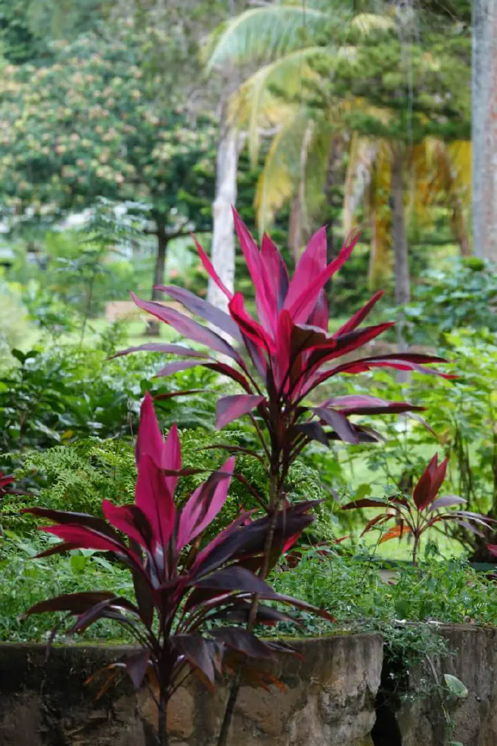 Kingstown, St. Vincent - Photo 15