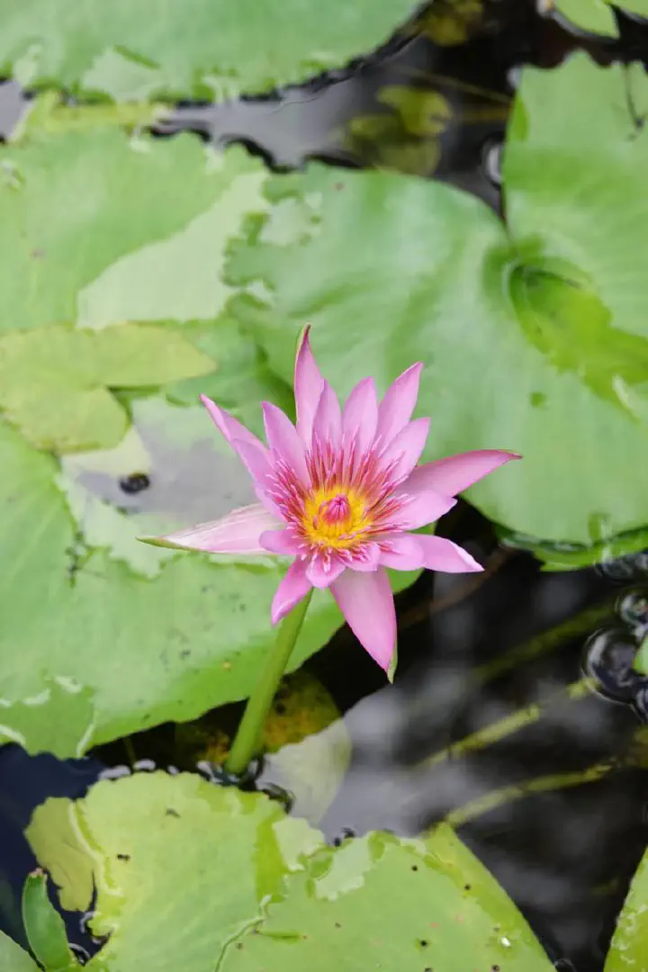 Kingstown, St. Vincent - Photo 16