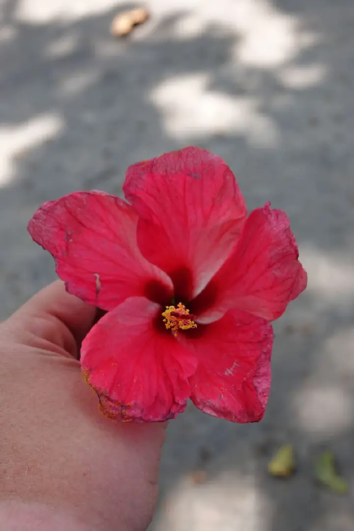 Koh Samui, Thailand - Photo 13