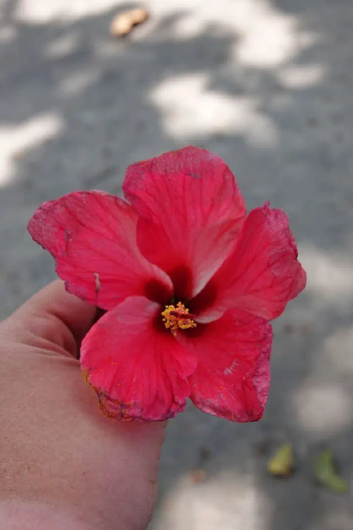 Koh Samui, Thailand - Photo 13
