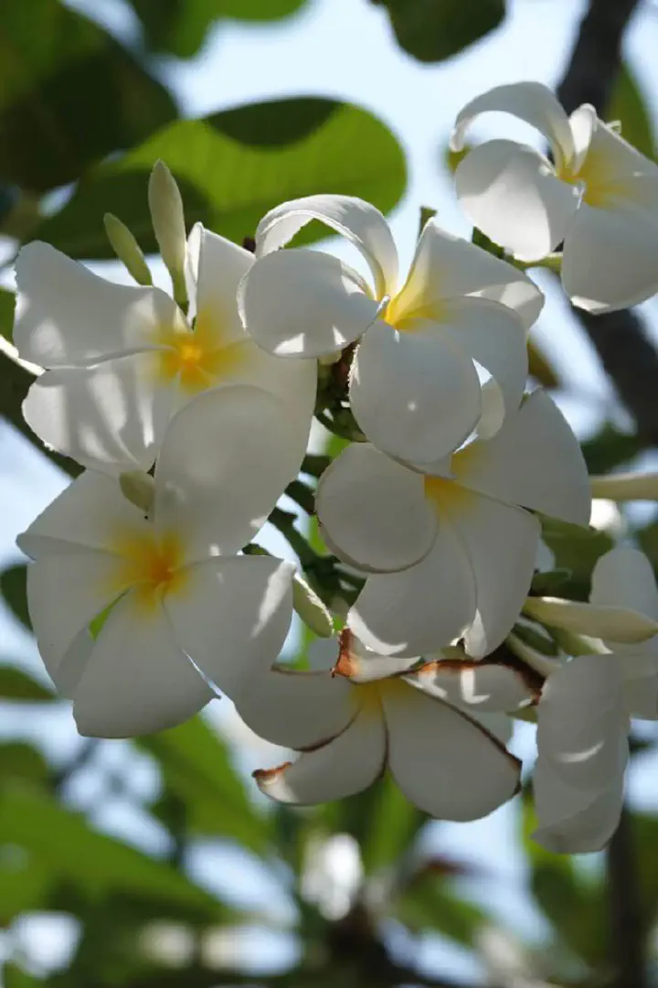 Koh Samui, Thailand - Photo 19