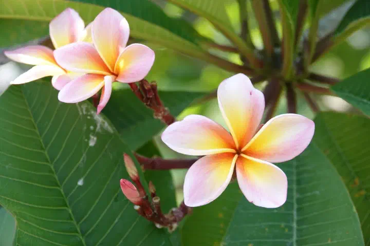 Koh Samui, Thailand - Photo 20