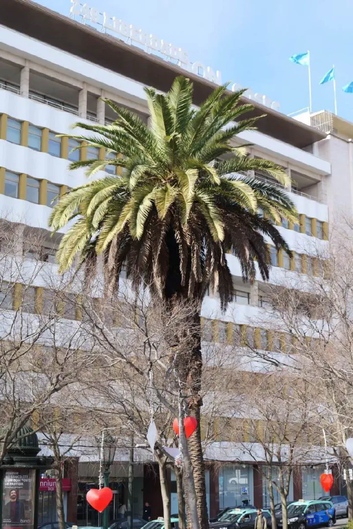 Lissabon, Portugal - Photo 12