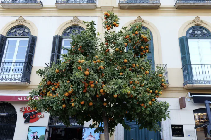 Málaga, Spanien - Photo 3