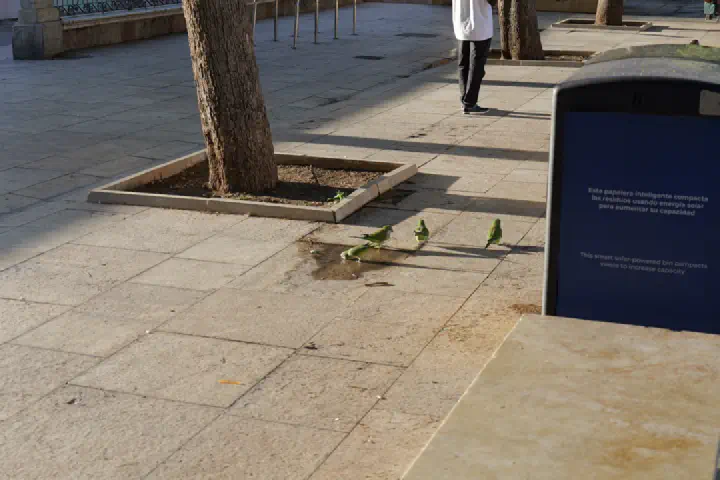 Málaga, Spanien - Photo 7